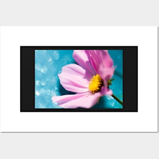 Pink Cosmos Flower Posters and Art